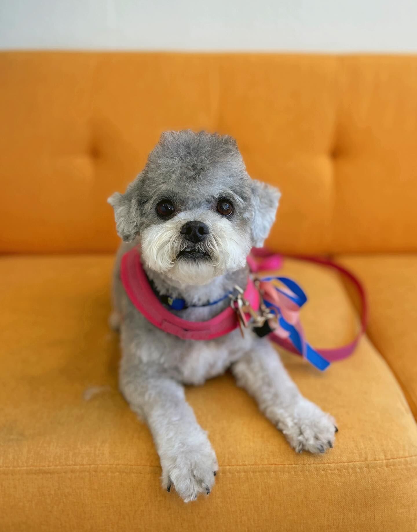Small gray dog with white face, wearing a pink collar, sits on an orange couch.