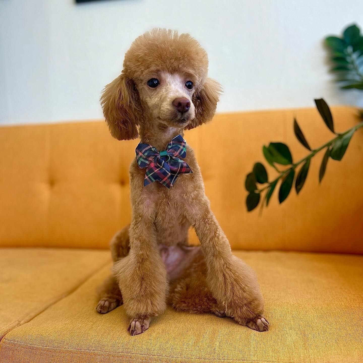 Brown poodle with a bow tie sitting on a yellow couch.