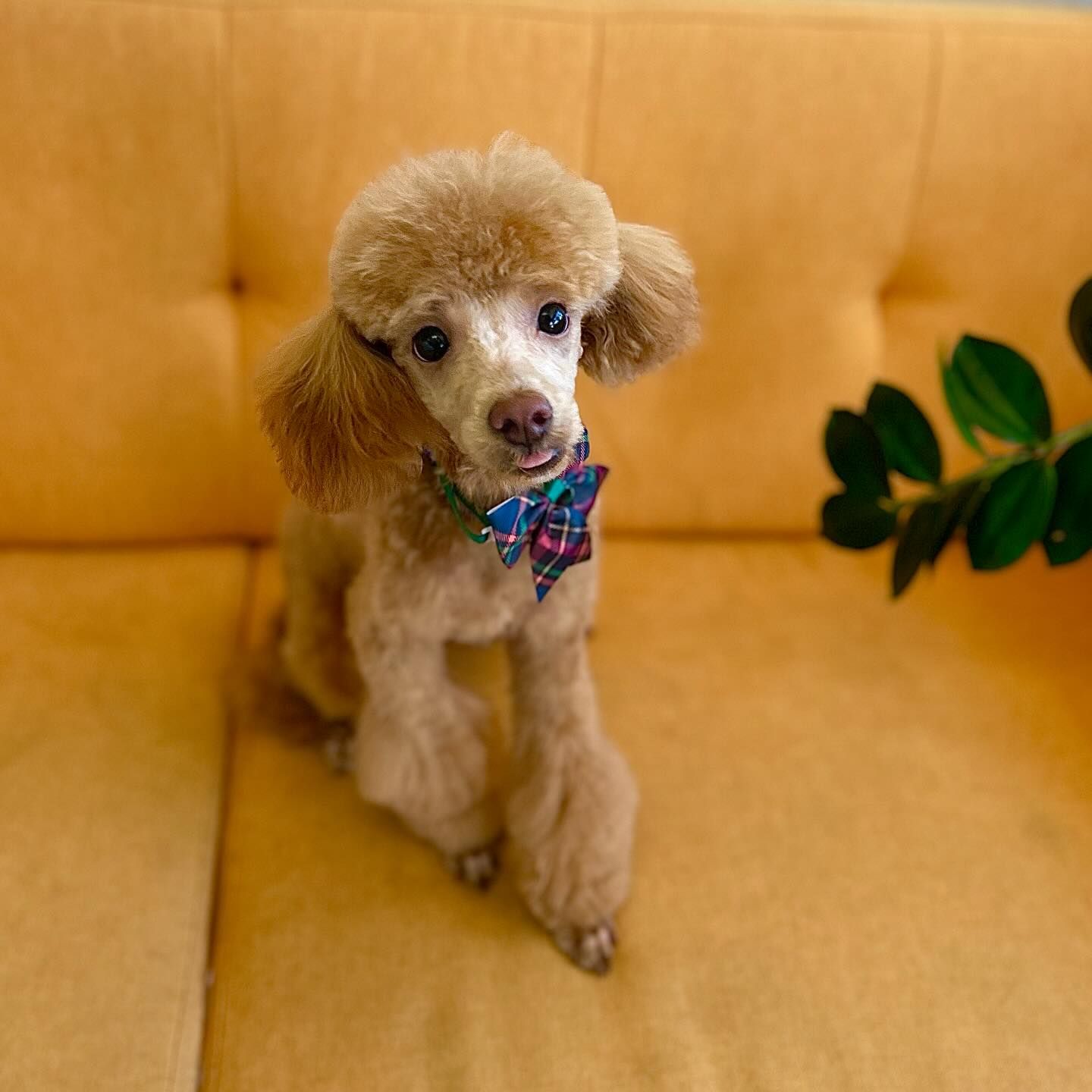 A tan poodle with a bow tie sitting on a yellow couch, looking forward.