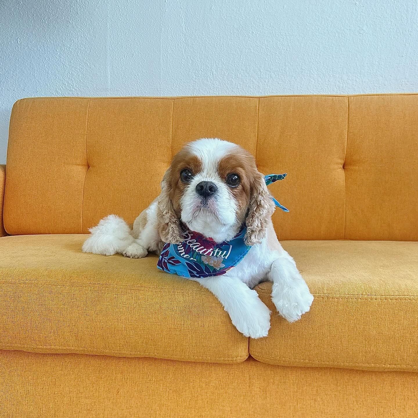 Dog wearing a bandana, lying on an orange couch, looking forward.