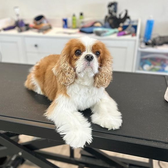 Cavalier King Charles Spaniel with brown and white fur, laying on a grooming table, looking up.