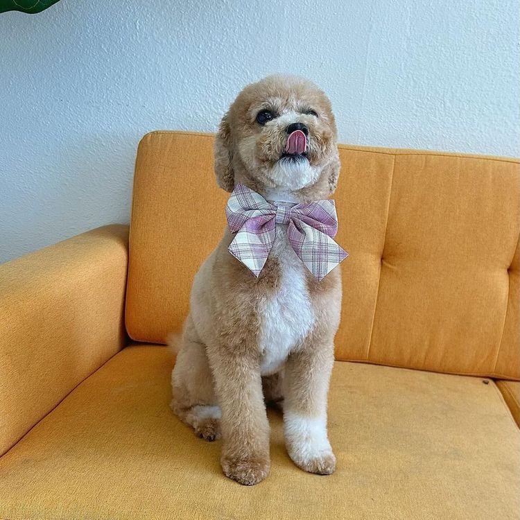 A tan-colored dog sitting on a yellow couch, wearing a bow tie, winking and licking its lips.