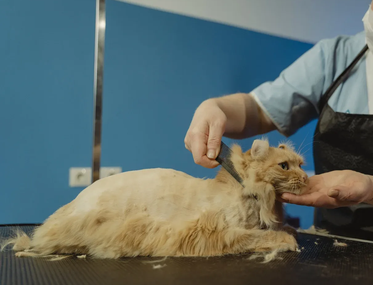 Groomer shaving a fluffy, orange cat on a grooming table. Blue background.