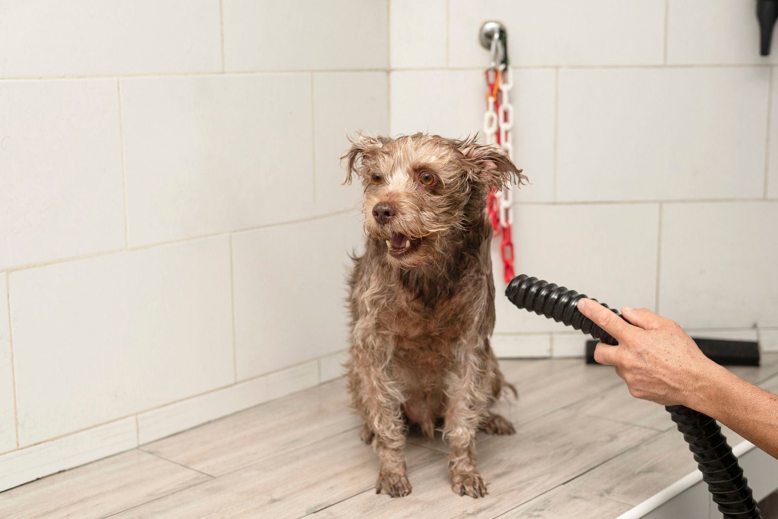 Wet dog being dried with a hose in a white tiled room; person's hand holding nozzle.