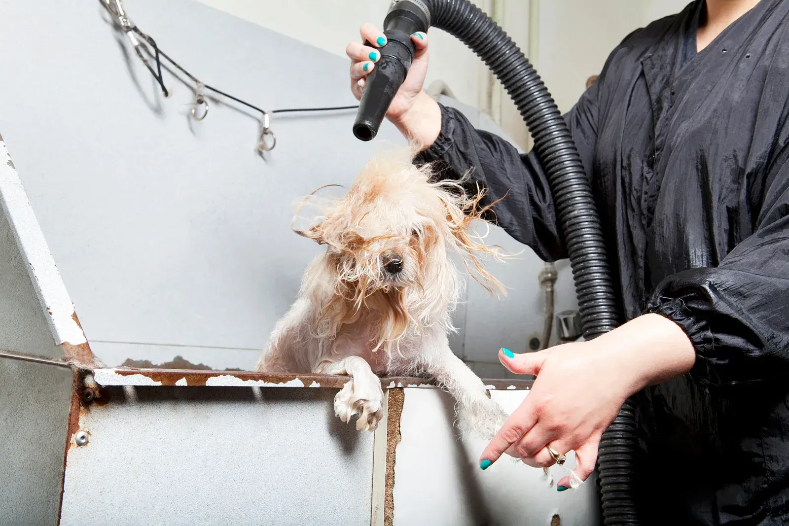 Dog being dried by a groomer with a dryer in a metallic tub.