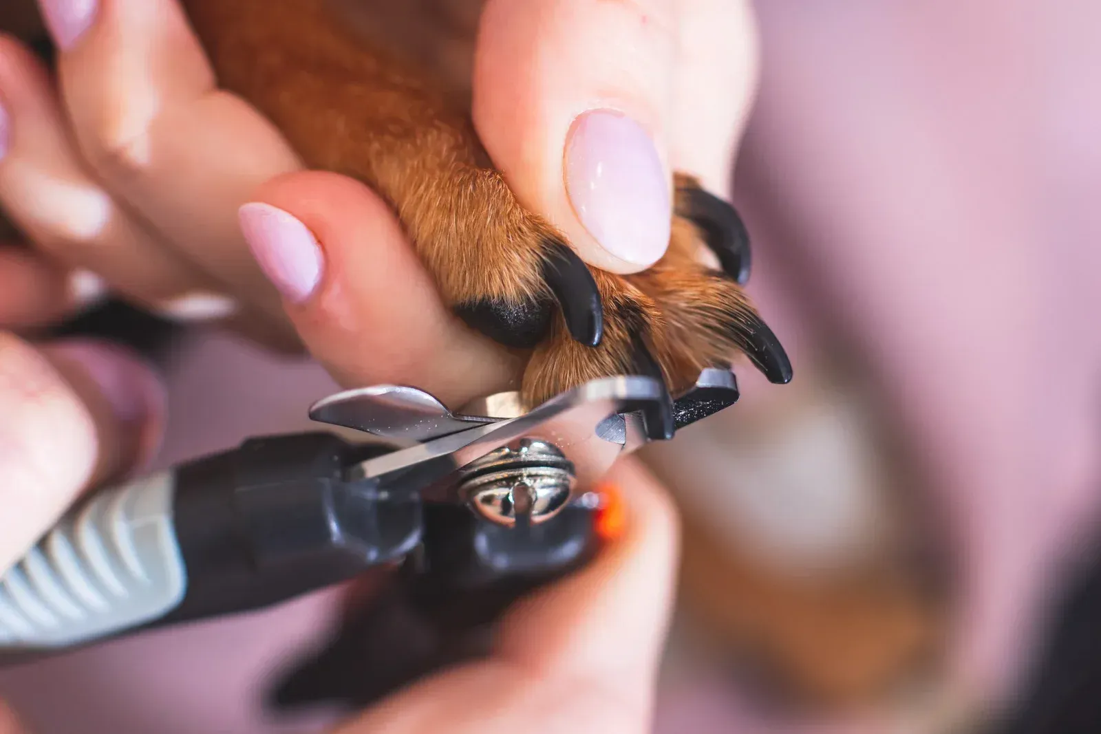 Person trimming dog's nails with clippers, pink nails and fur visible, indoor setting.