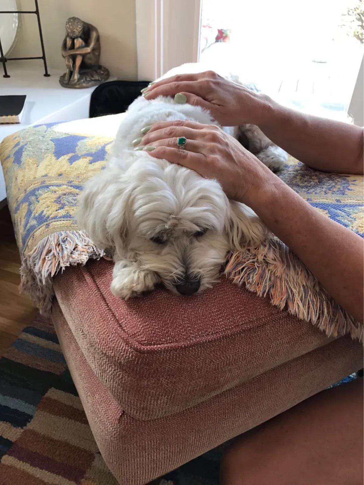 White dog being petted by two hands, on a patterned cushion, in a sunlit room.