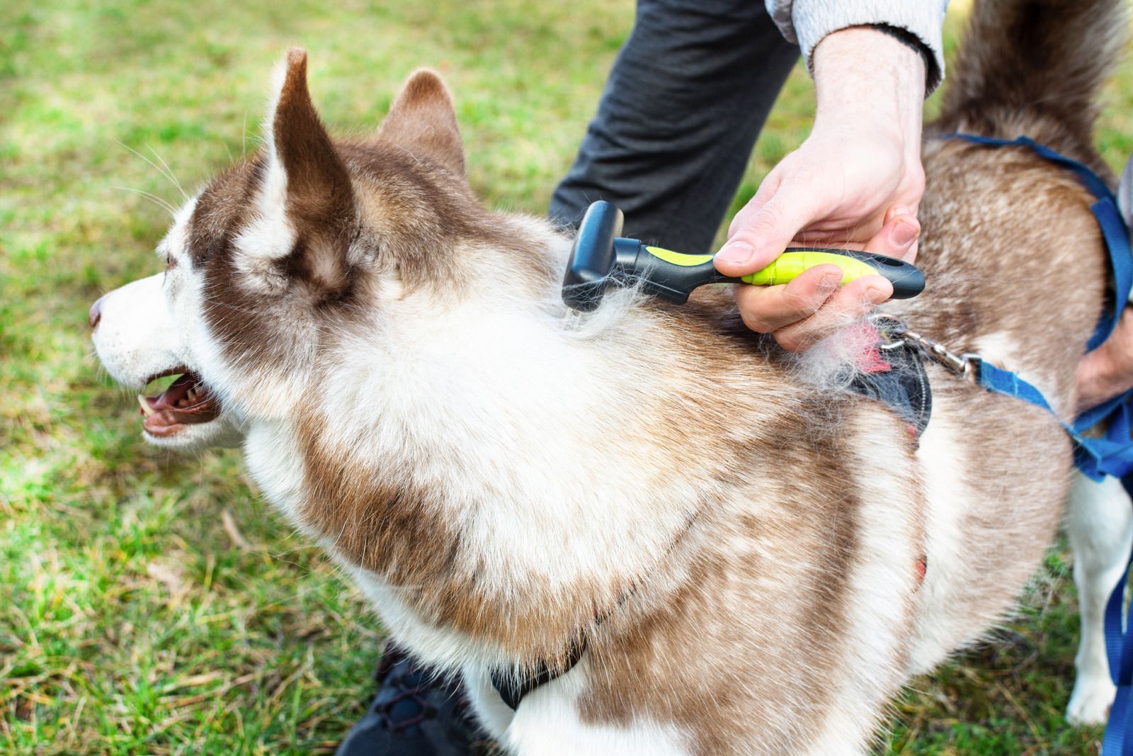 Person brushing a brown and white husky dog outdoors. The dog has its mouth open.