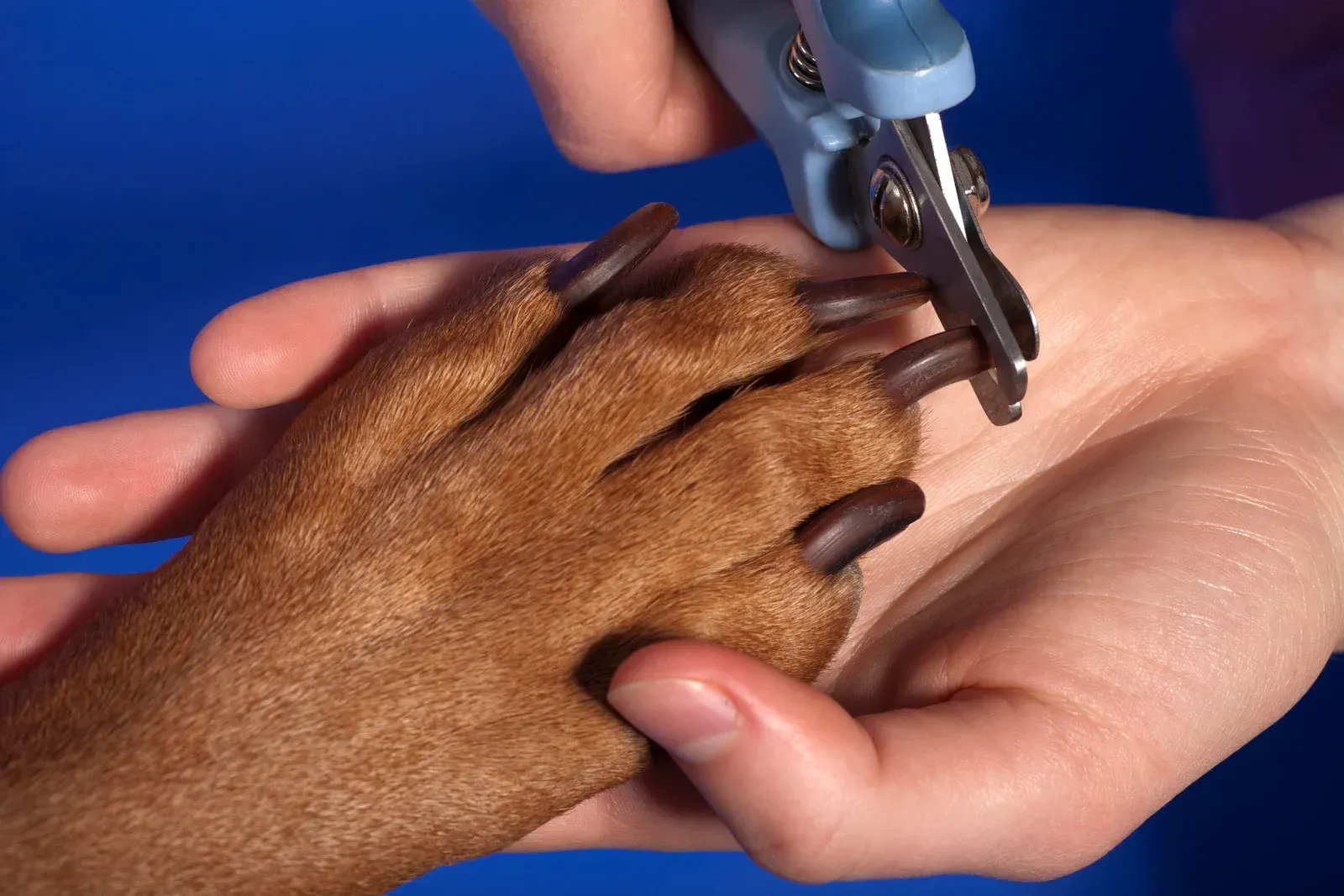 Person trimming a dog's nails with clippers. The dog's paw is brown, and the clippers are blue and silver.