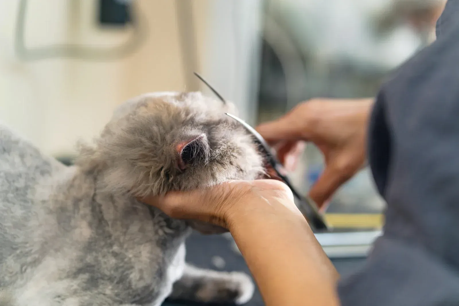 A person grooming a gray cat, trimming fur around its eye with scissors.