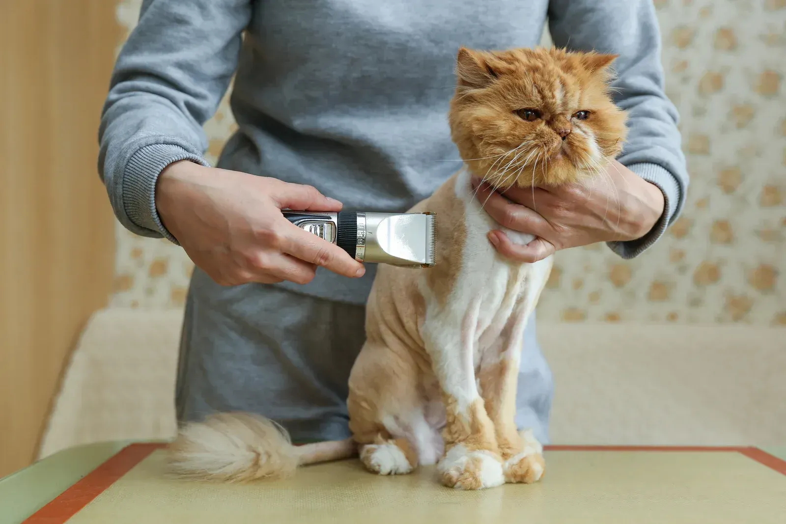Person shaving an orange Persian cat's fur, leaving a lion cut.