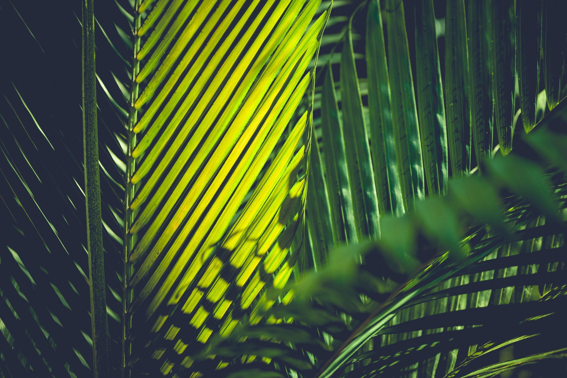 A close up of a palm tree leaf with the sun shining through it.