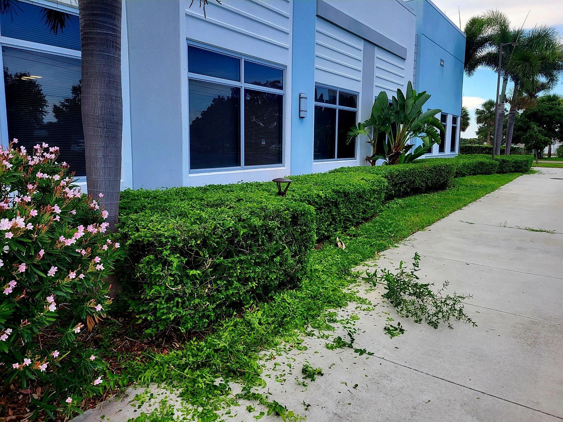 Exterior view of a building with trimmed green hedges along a sidewalk, freshly cut leaves on the ground.