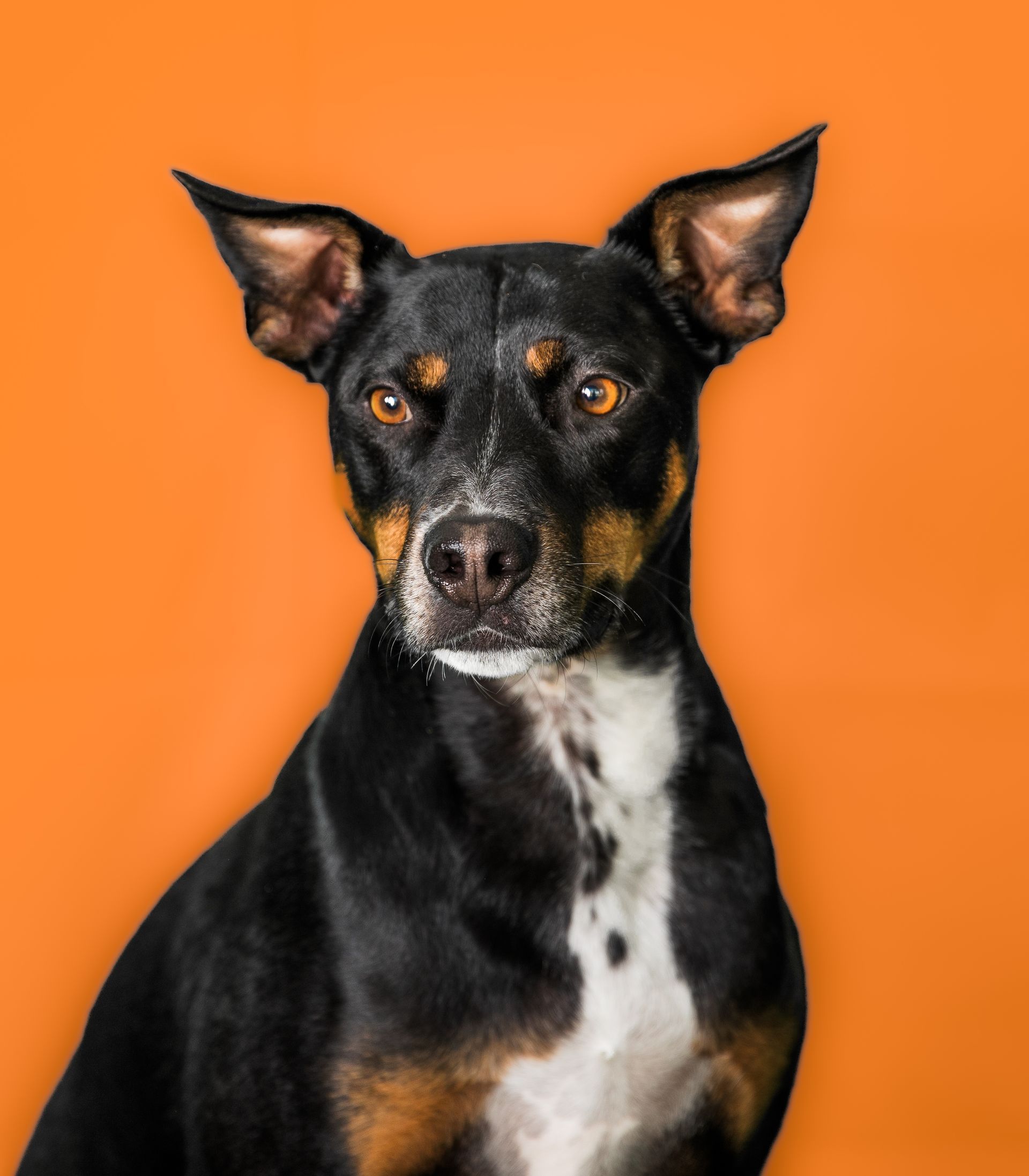 Black and tan dog with white chest, against an orange background.