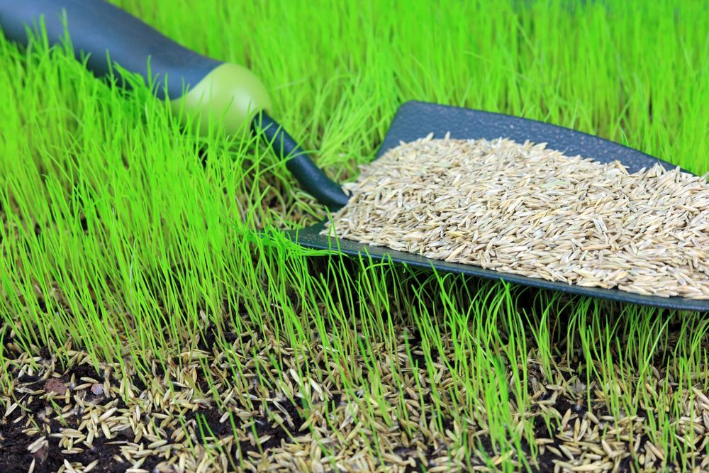 Trowel With Grass Seeds on Newly Planted Grass — Taree Lawn and Garden In Harrington, NSW