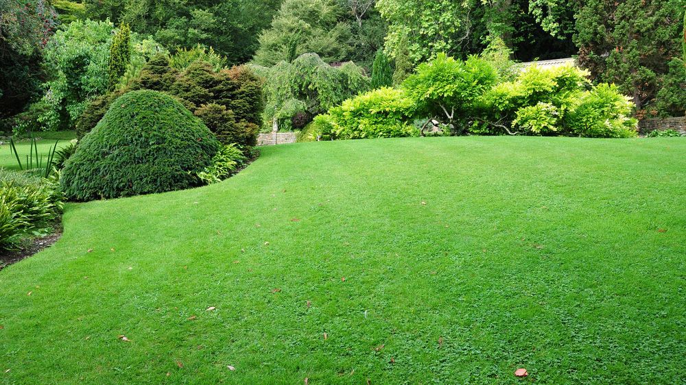 Green Lawn in a Garden With Trimmed Bushes and Trees — Taree Lawn and Garden In Old Bar, NSW