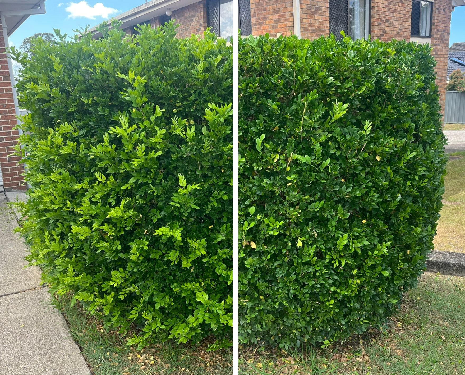 Person Pruning a Green Hedge With Garden Shears, Wearing Green Gloves — Taree Lawn and Garden In Taree, NSW