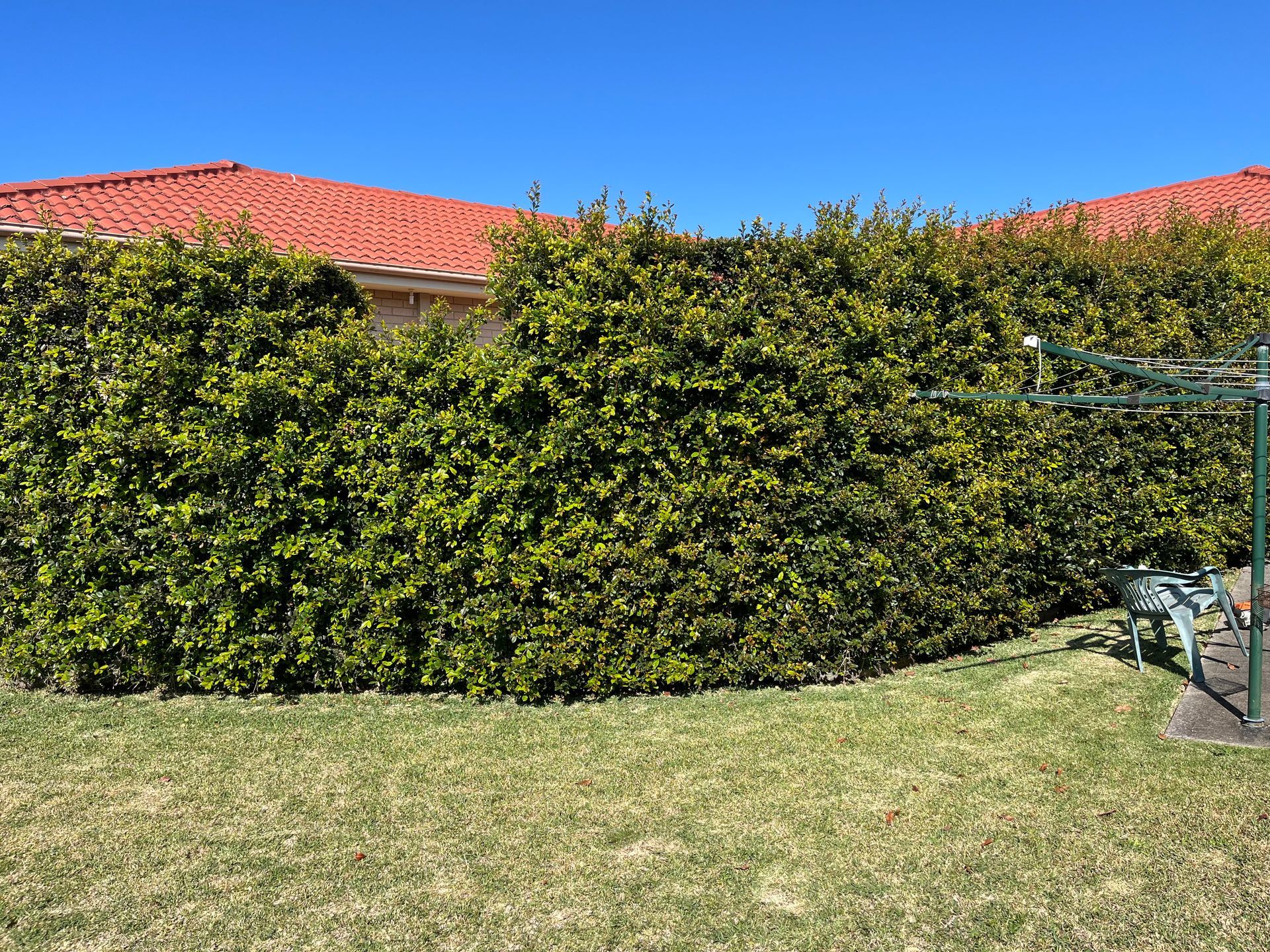 Green hedge in front of a house with orange roof, on a grassy lawn under a blue sky.