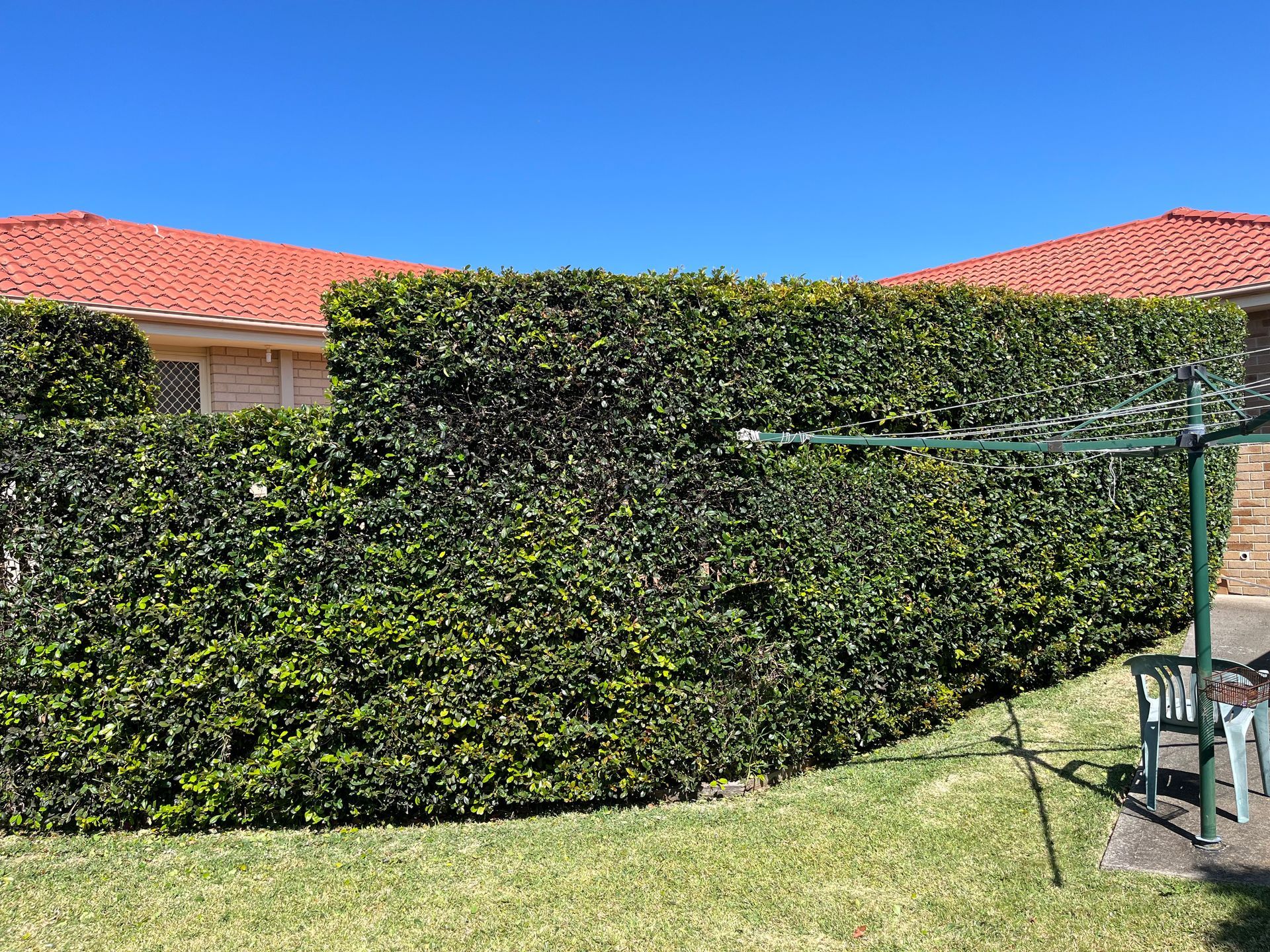 Green hedge in front of two buildings with red tile roofs under a clear blue sky.