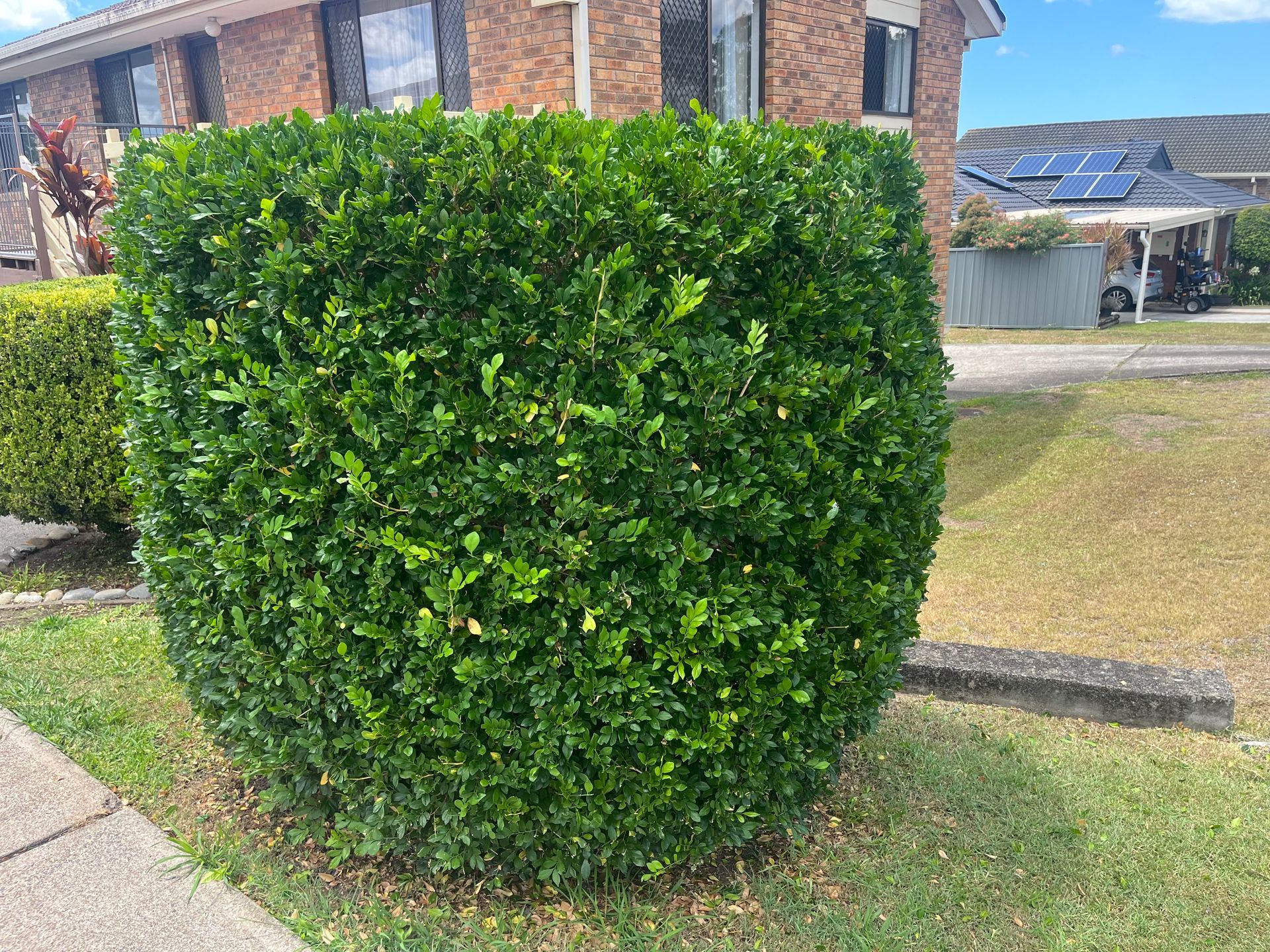 Green, Rounded Bush in Front of a Brick Building and a Garage Door — Taree Lawn and Garden In Taree, NSW