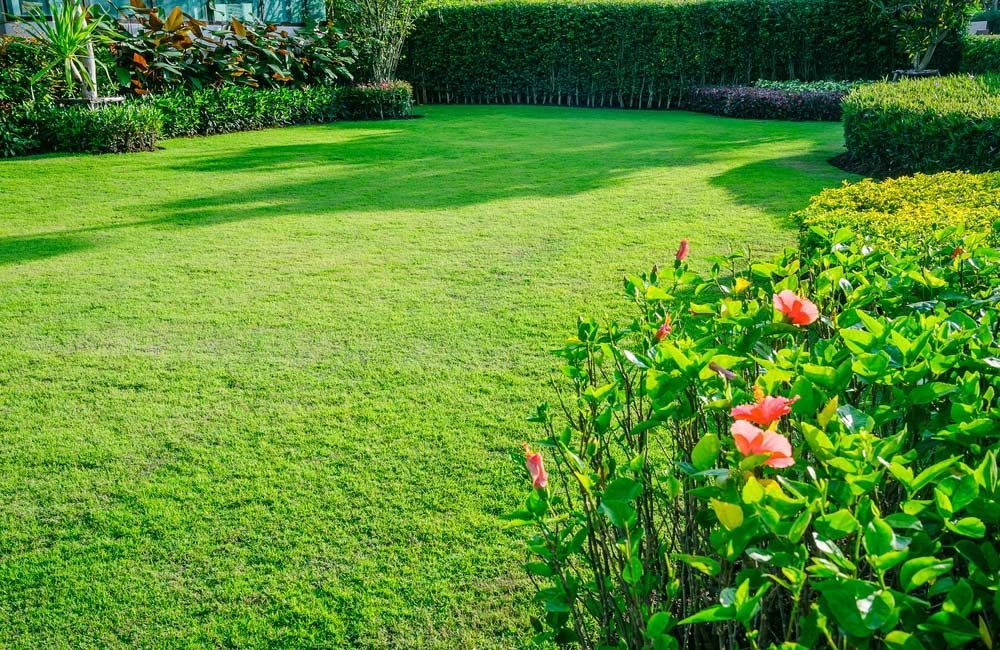 Lush Green Lawn With Manicured Bushes and Colourful Flowers in a Sunny Garden — Taree Lawn and Garden In Taree, NSW