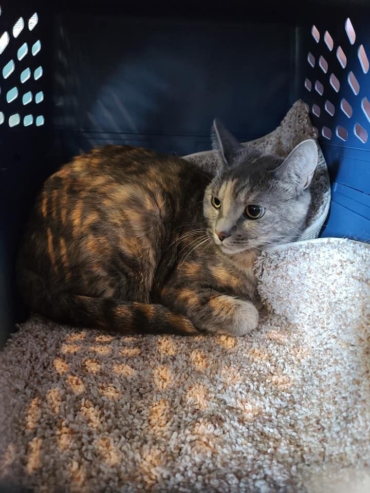 Tortoiseshell cat resting inside a blue carrier on a fluffy blanket.