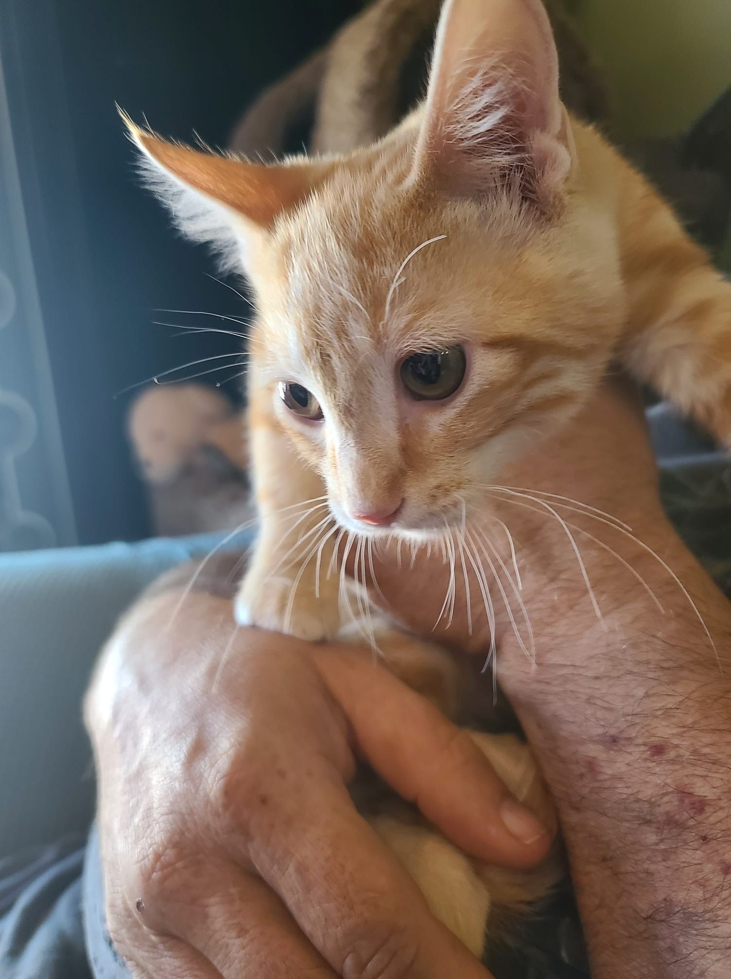 Orange tabby kitten being held in a person's hands.