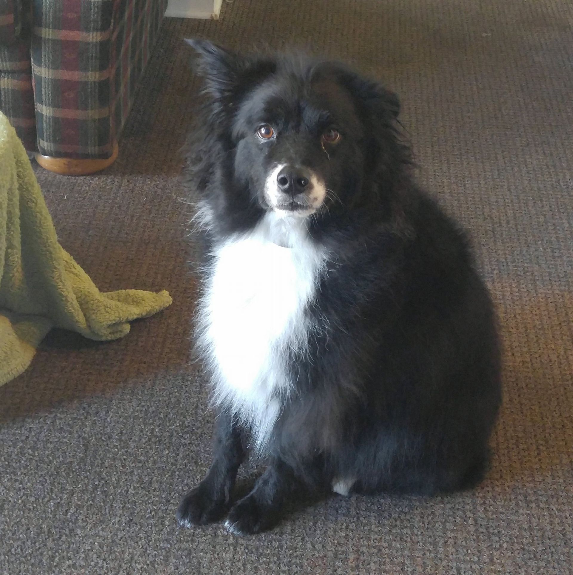 Black and white dog with fluffy fur sitting on a carpet, looking at the camera.