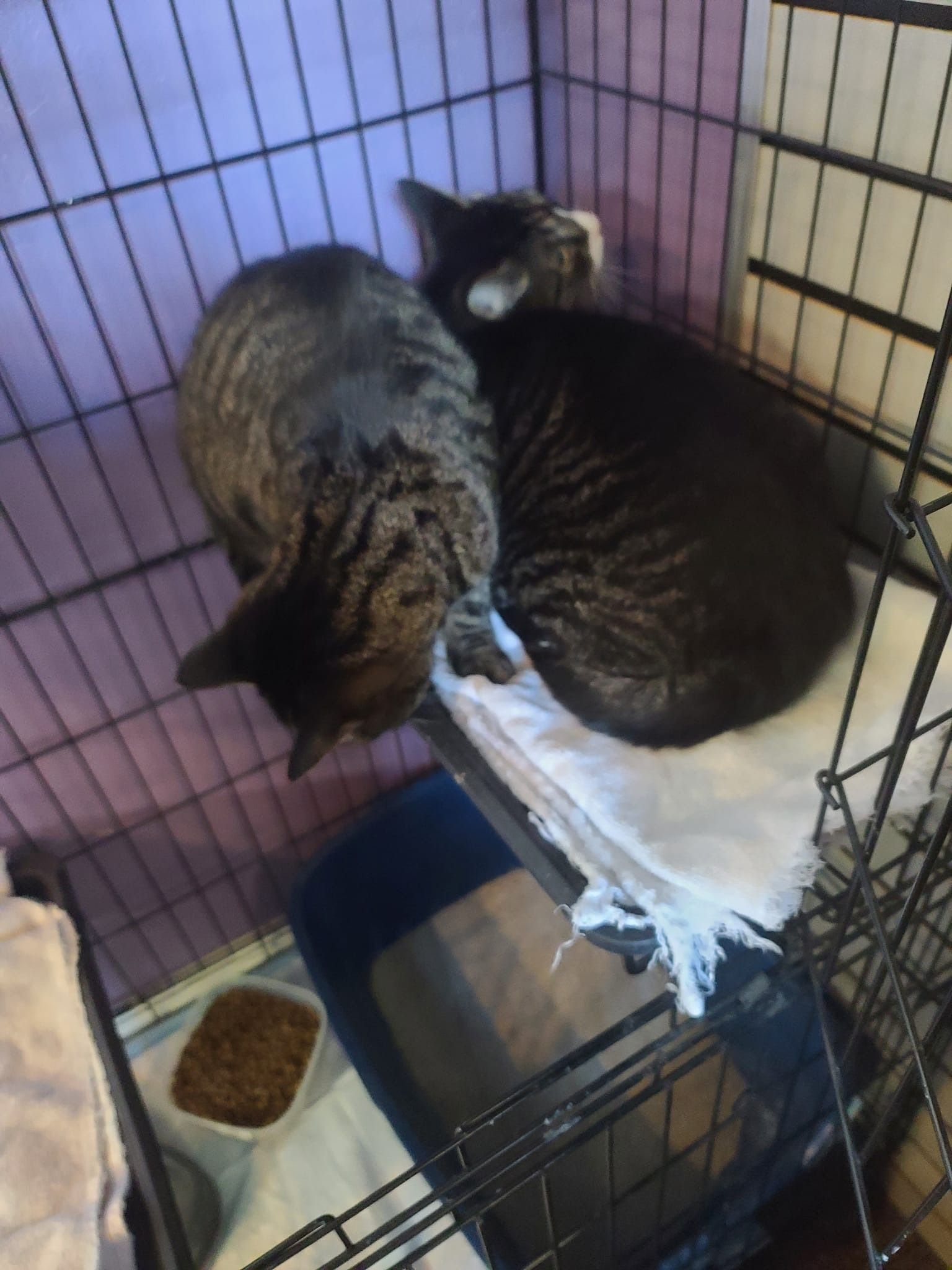 Two cats, one gray tabby, one black, curled up together in a cage.