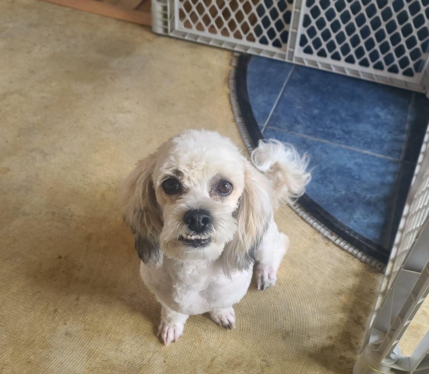 Small, white dog sitting and looking up with a slightly open mouth.  Tan and blue floor with a white gate in the background.