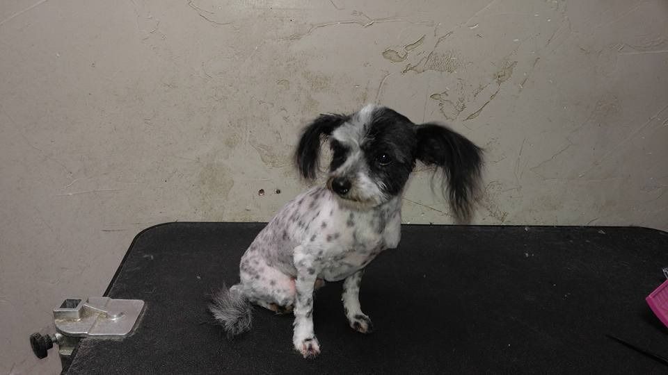 Spotted dog with long black ears sits on a black table, looking to the side.