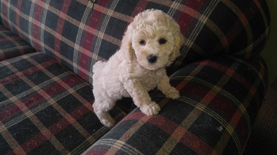Cream-colored poodle puppy sitting on a plaid couch, looking forward with attentive eyes.