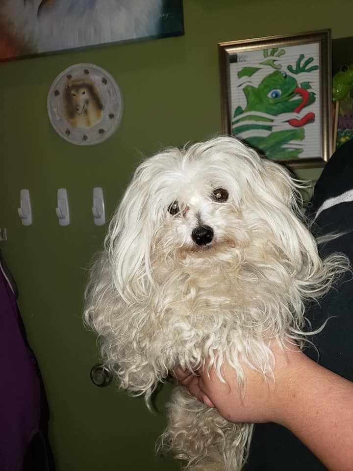 Small, fluffy white dog being held in front of a green wall, looking at the camera.