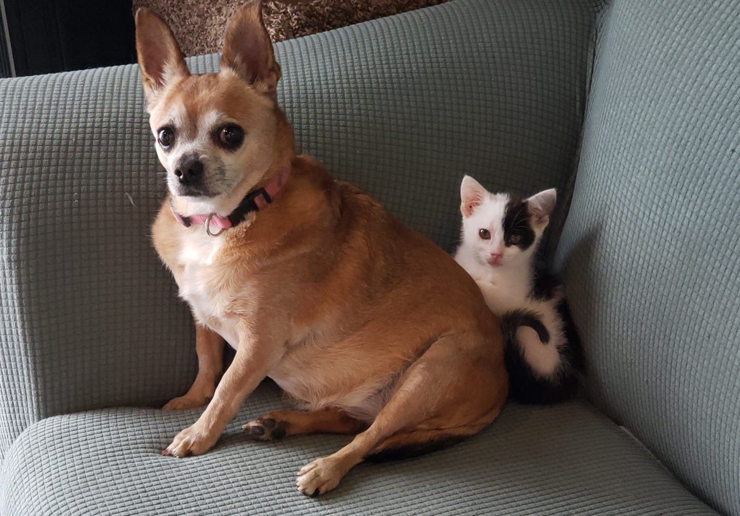 Dog and kitten sitting close together on a blue couch. The dog is tan with a pink collar, the cat is black and white.