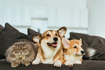 Welsh Corgi Dogs and British Longhair Cat — Herkimer, NY — Olivia’s Happy Tails
