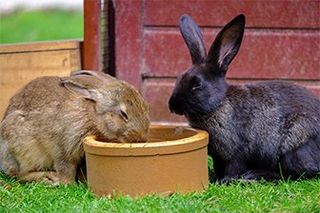 Two Brown Rabbits Drinking Water — Herkimer, NY — Olivia’s Happy Tails
