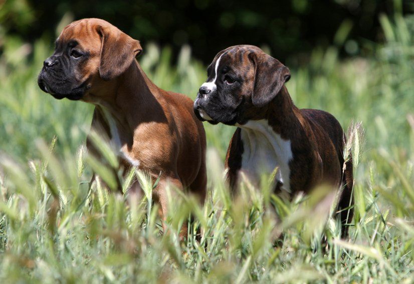 Allevamento e Cuccioli Boxer in Basilicata
