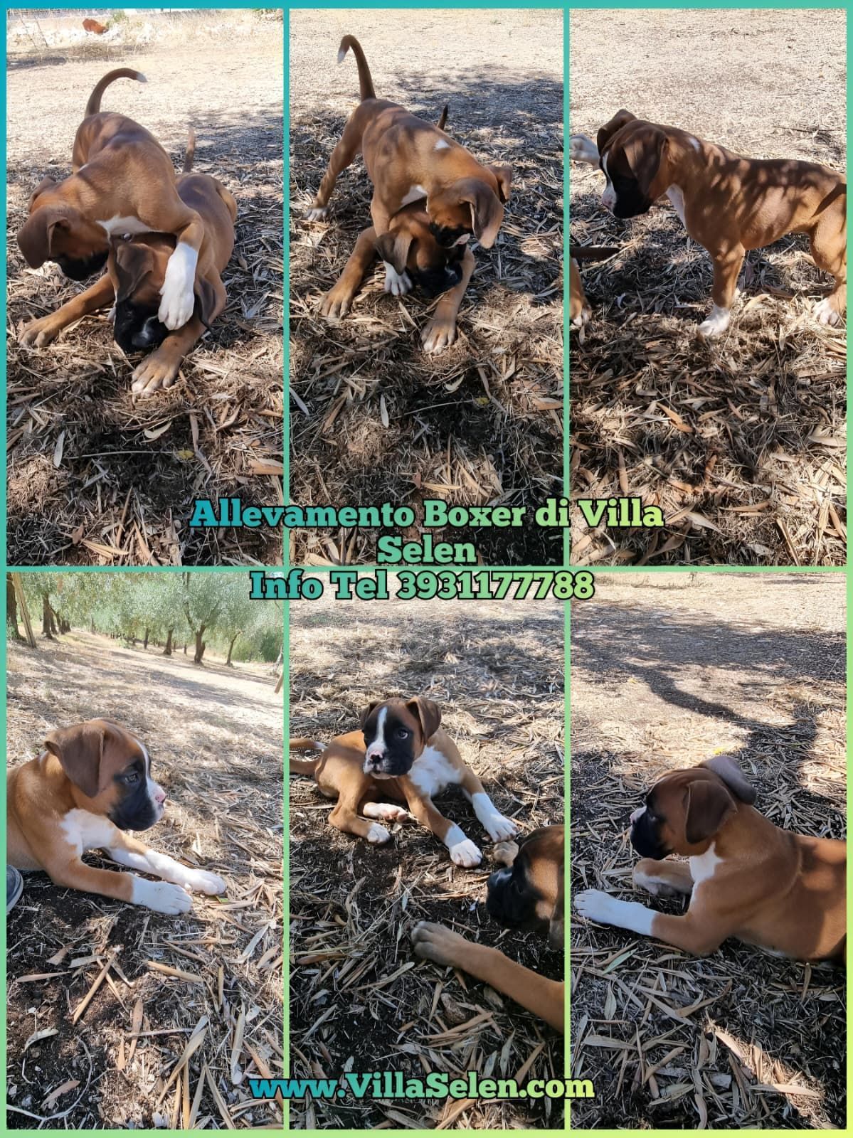 Allevamento Boxer Italia