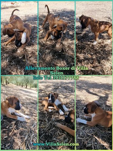 Allevamento Boxer Italia