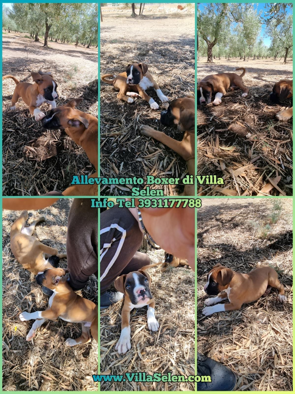 Allevamento Boxer Italia