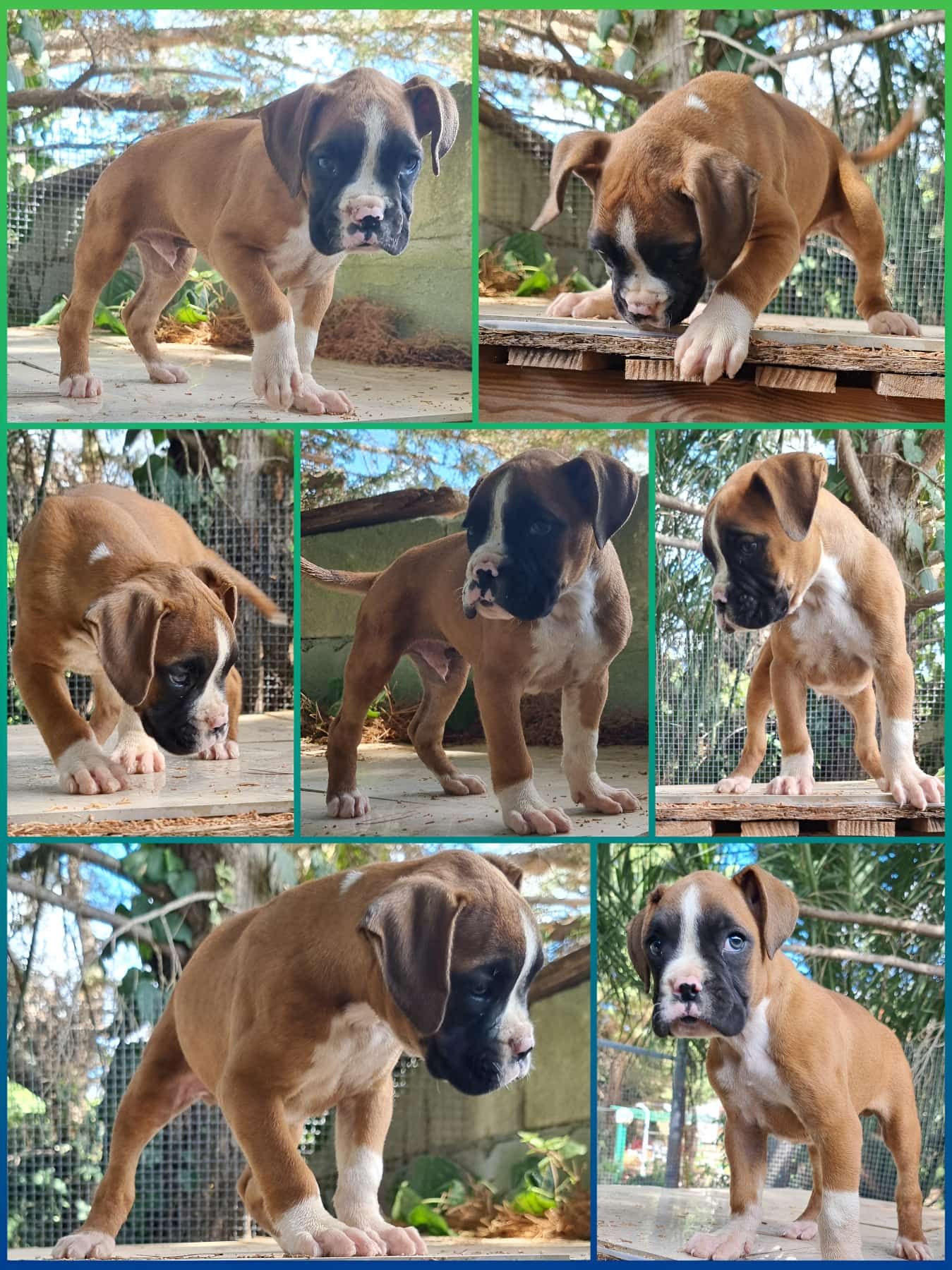 Allevamento e Cuccioli Boxer Italia