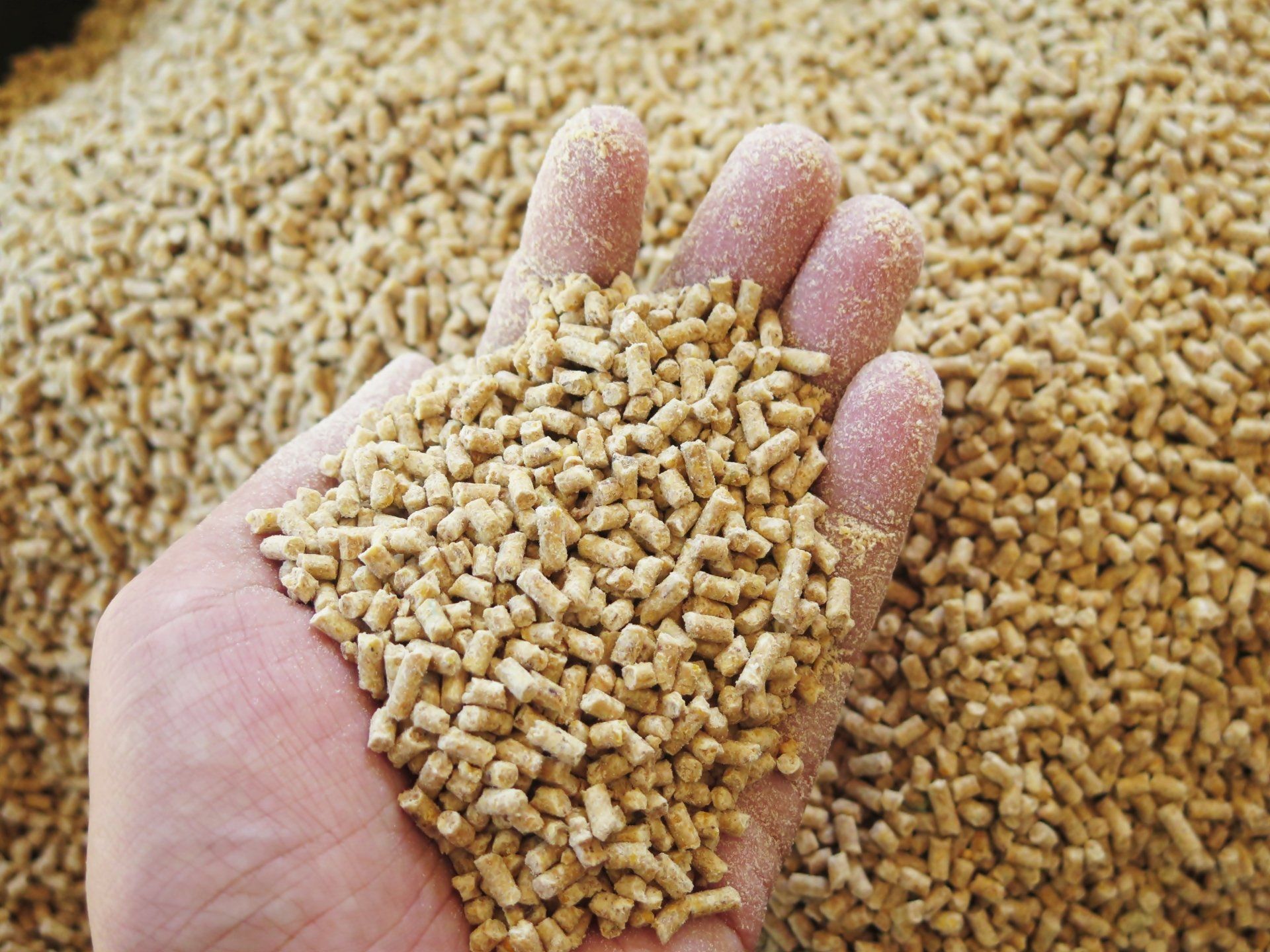 Close up image of hands holding animal feed at a stock yard