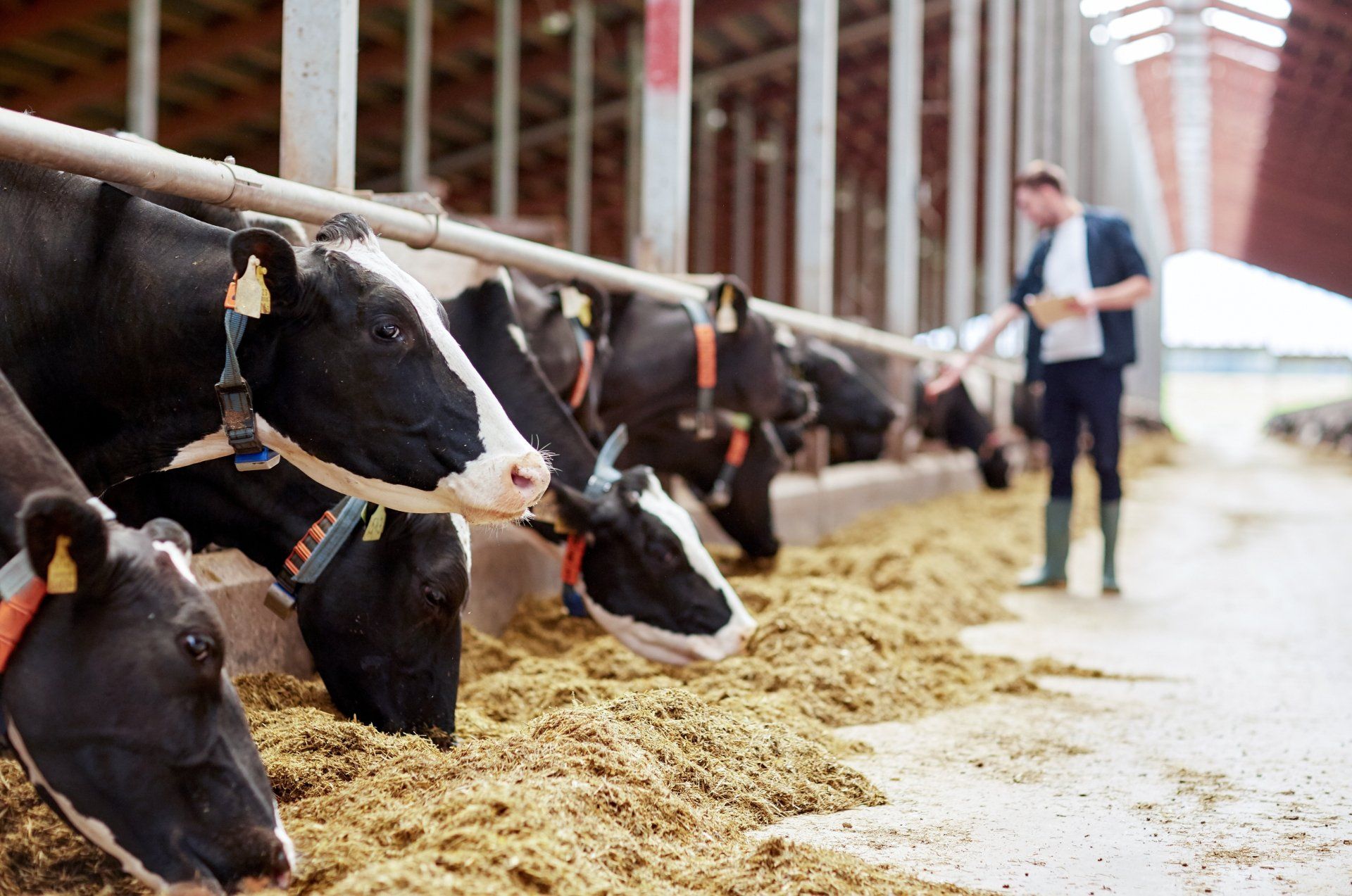 agriculture industry, farming and animal husbandry concept - herd of cows eating hay and man in cowshed on dairy farm