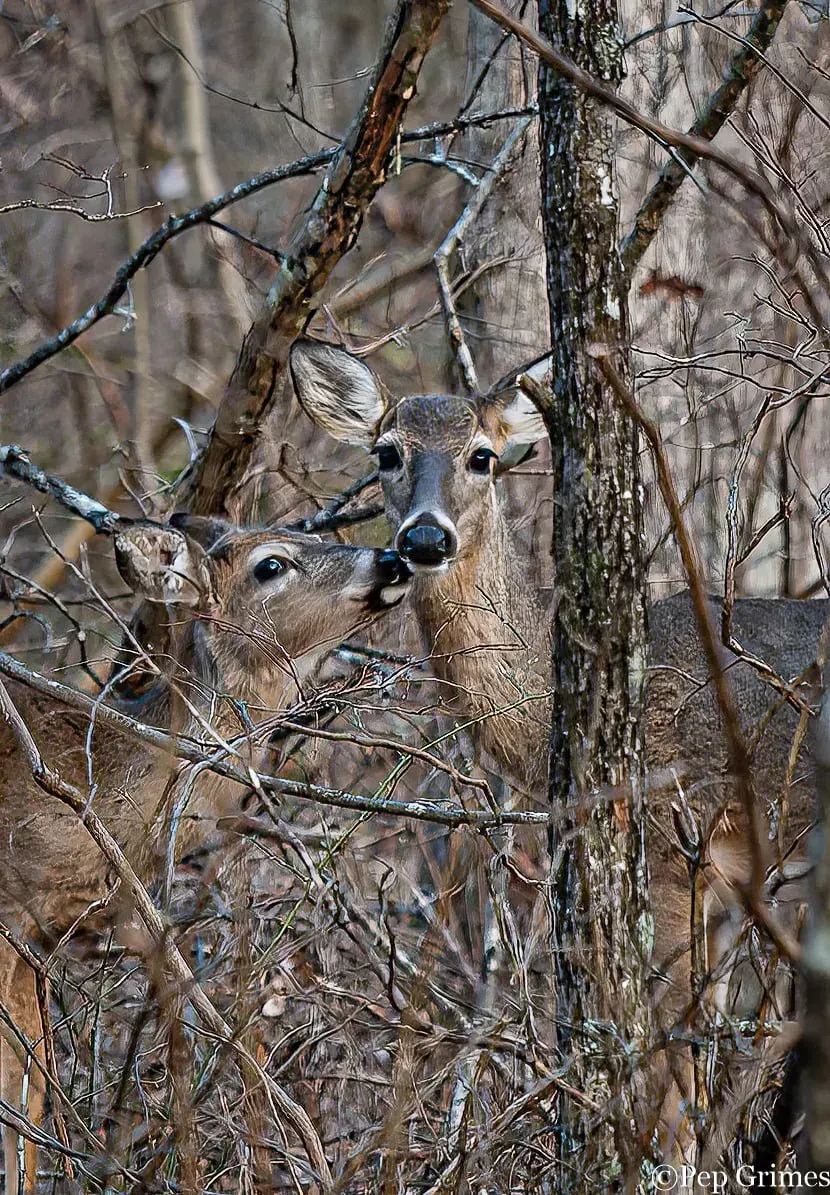 A couple of deer standing next to each other in the woods.