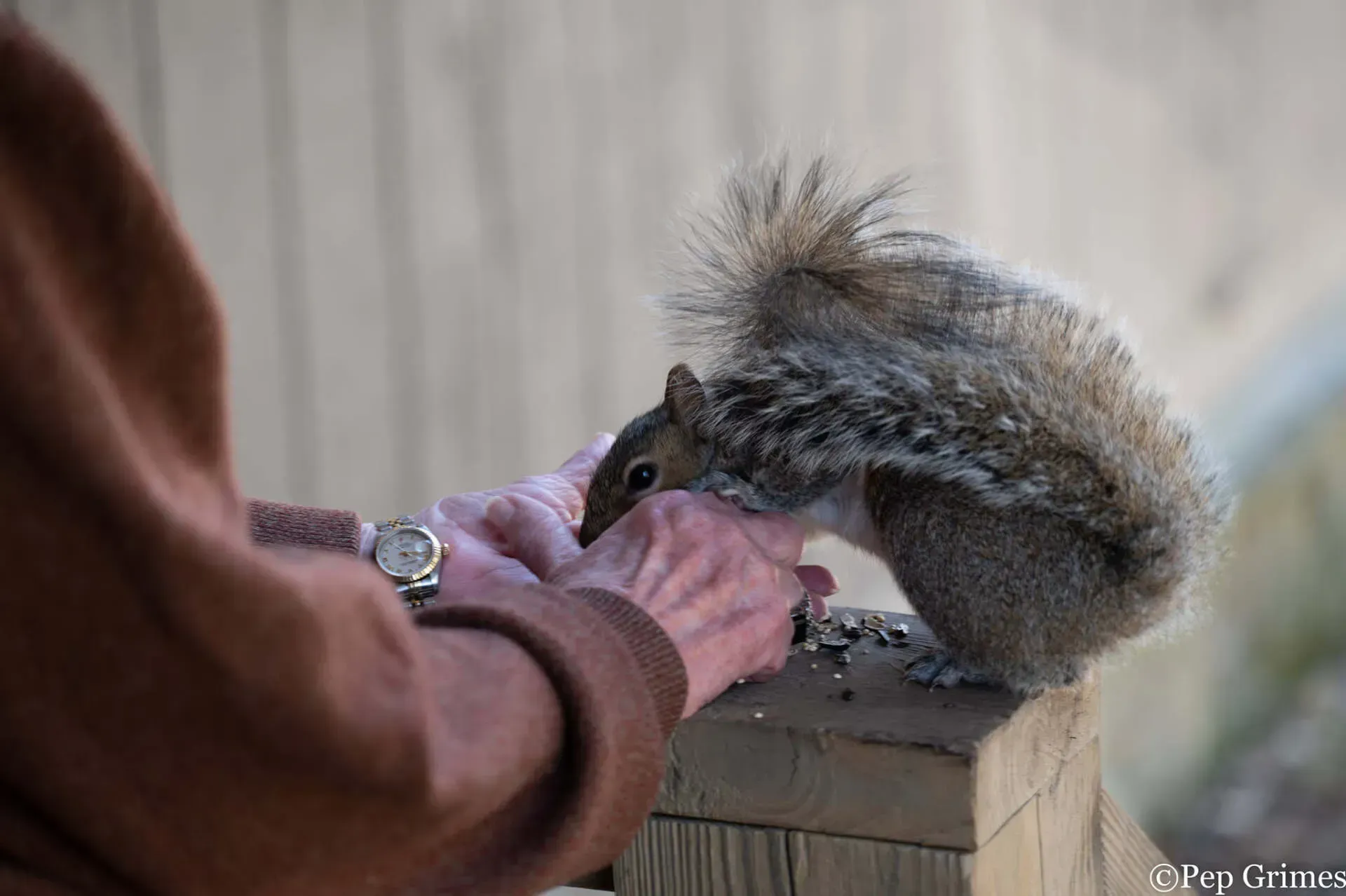 A person is feeding a squirrel from their hands.