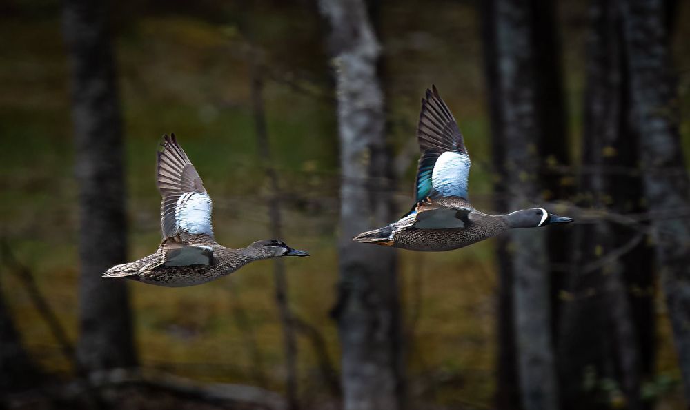 Two ducks are flying in the air over a forest.