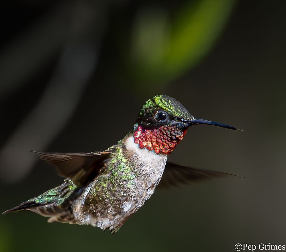 A close up of a hummingbird flying in the air