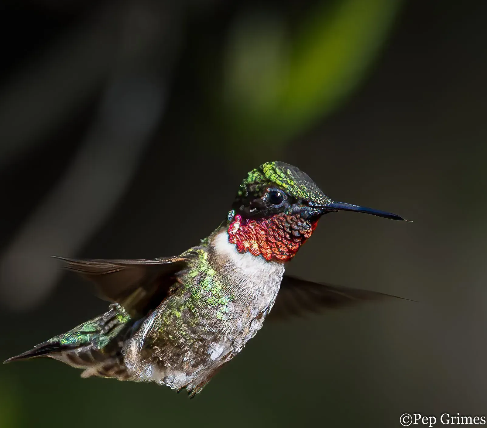 A hummingbird with a red beak is flying in the air