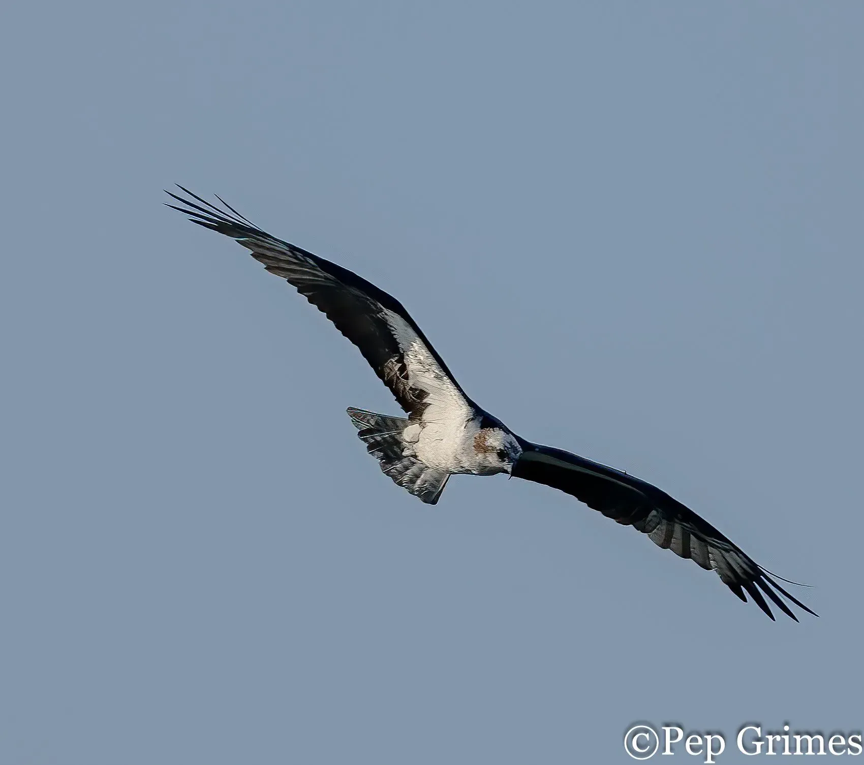 A black and white bird is flying through a blue sky.