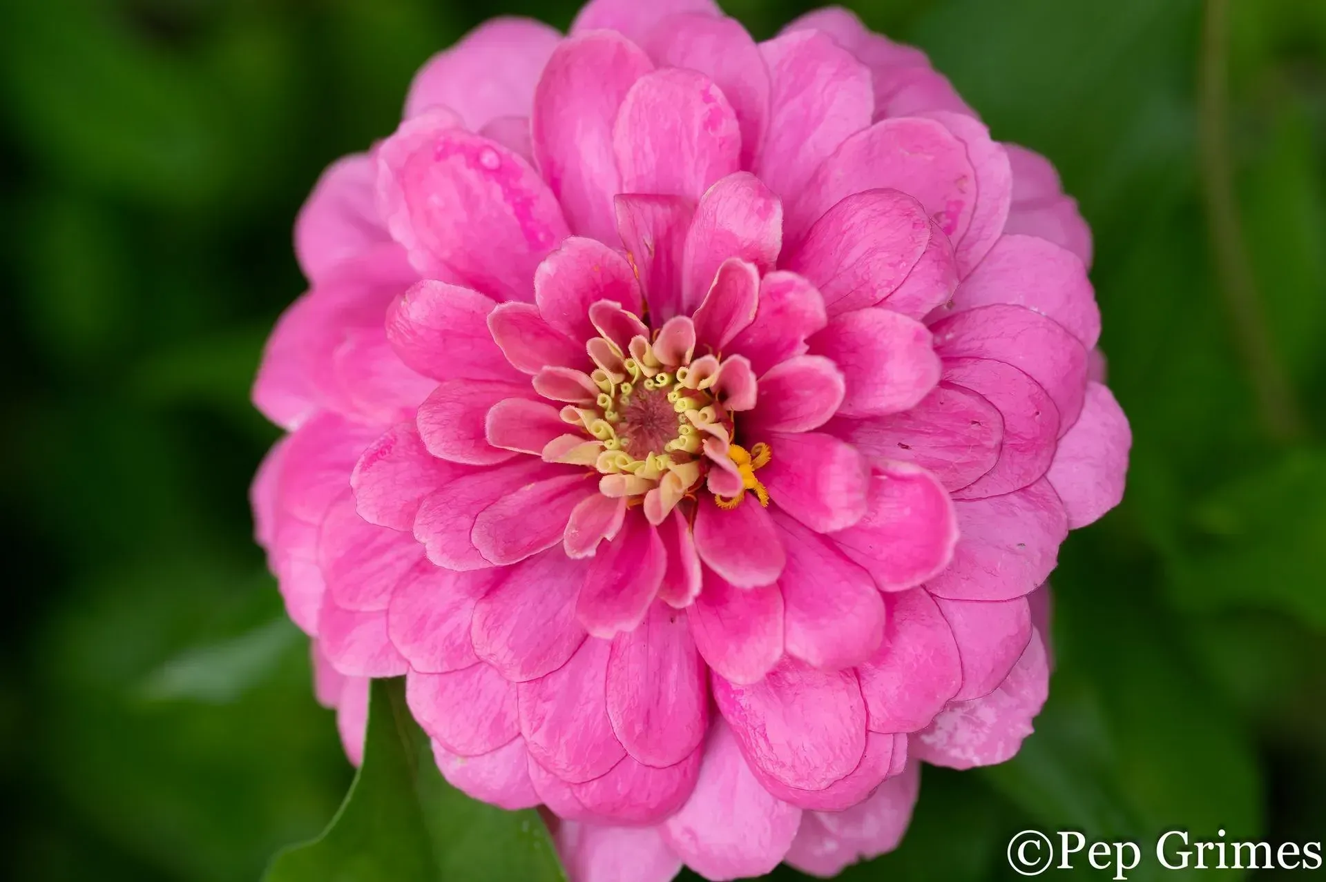 A close up of a pink flower with a yellow center